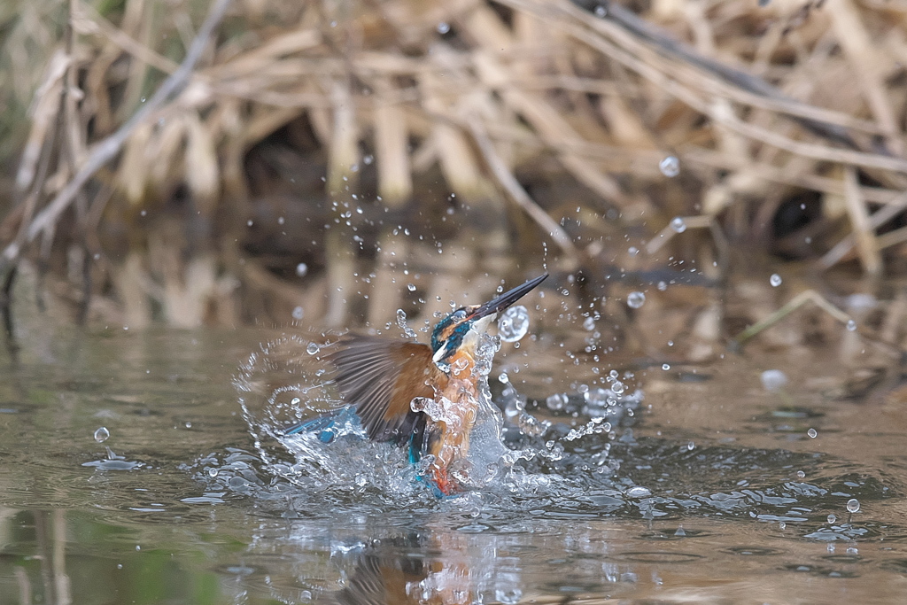 DSC_6795180319