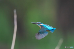 カワセミ　ホバ～機動飛行