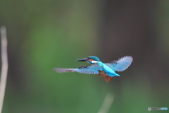 カワセミ　ホバ