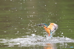 カワセミ　水がらみ