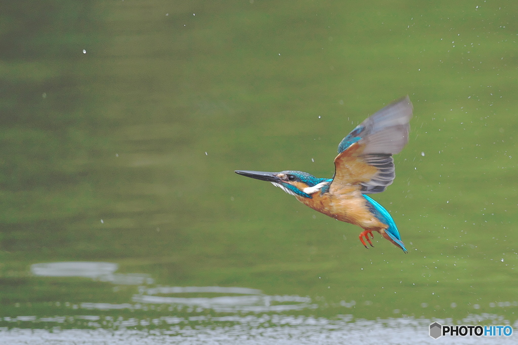 カワセミ　水がらみ