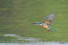 カワセミ　水がらみ