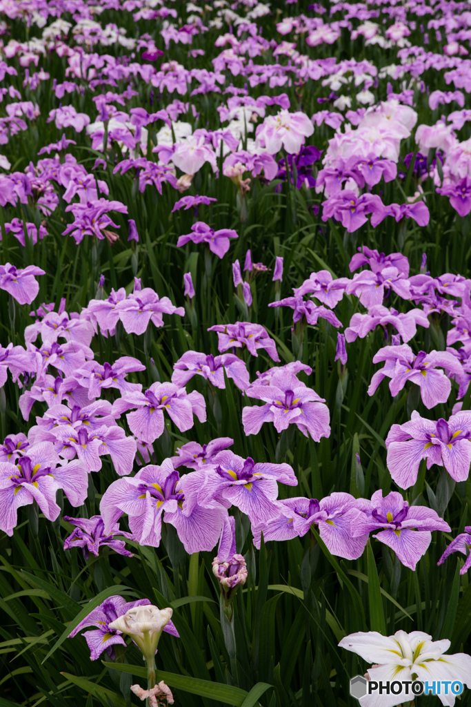 花菖蒲