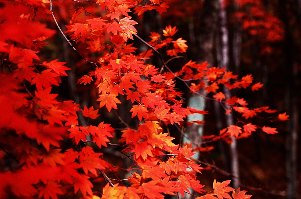 照葉峡の紅葉　その2