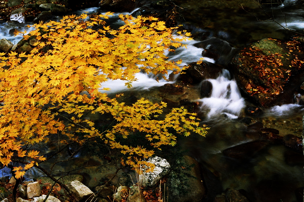 照葉峡の紅葉　その5