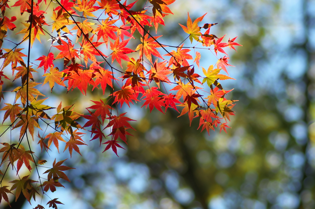 天覧山の秋