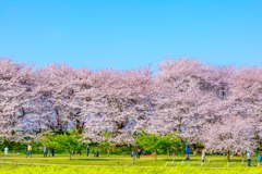 お花見日和