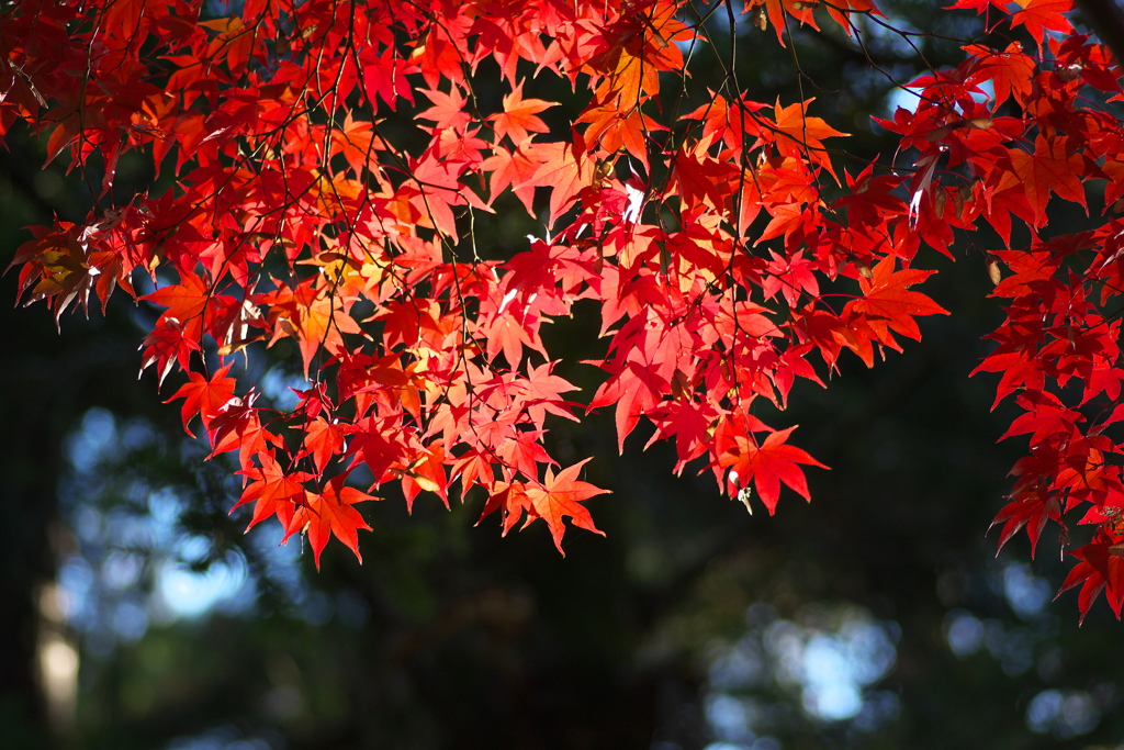 天覧山の秋