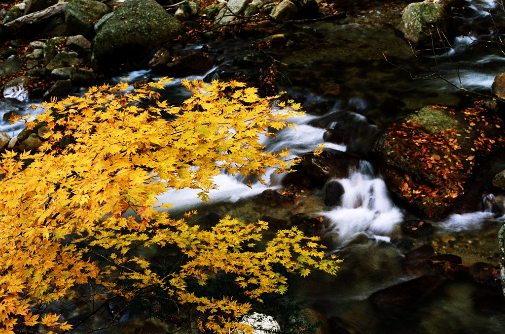 照葉峡の紅葉　その6