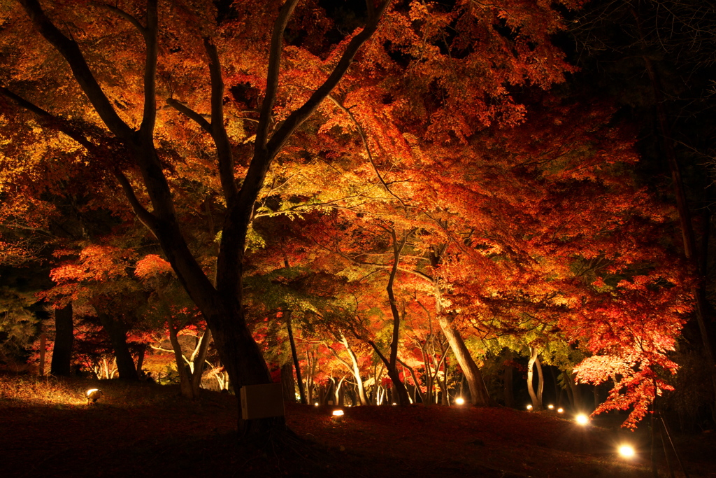 夜のもみじ　その６