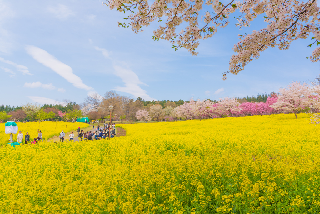 菜の花畑