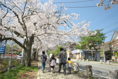 桜並木を歩く