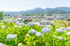 アジサイのある風景