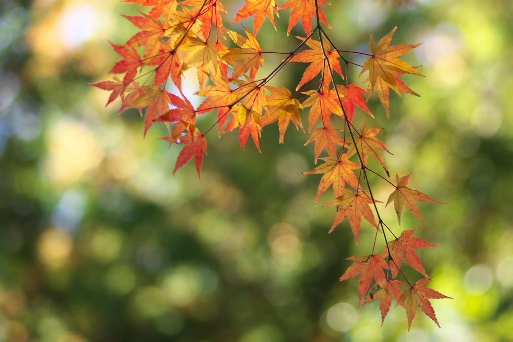 天覧山の秋