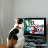 ねこも駅伝