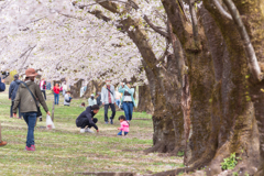 桜の下で