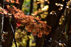 三ツ峠登山道の紅葉