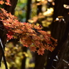 三ツ峠登山道の紅葉