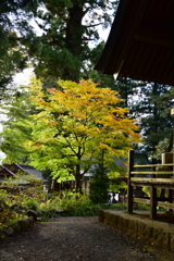 河口湖浅間神社 色づき始めのモミジ
