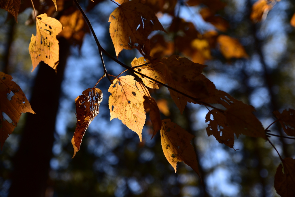 三ツ峠登山道の紅葉