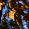 三ツ峠登山道の紅葉
