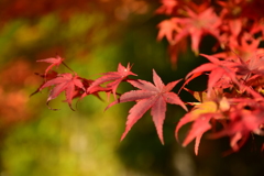 紅葉