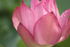 蓮の花