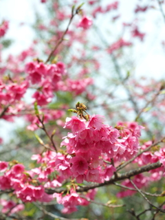 緋寒桜