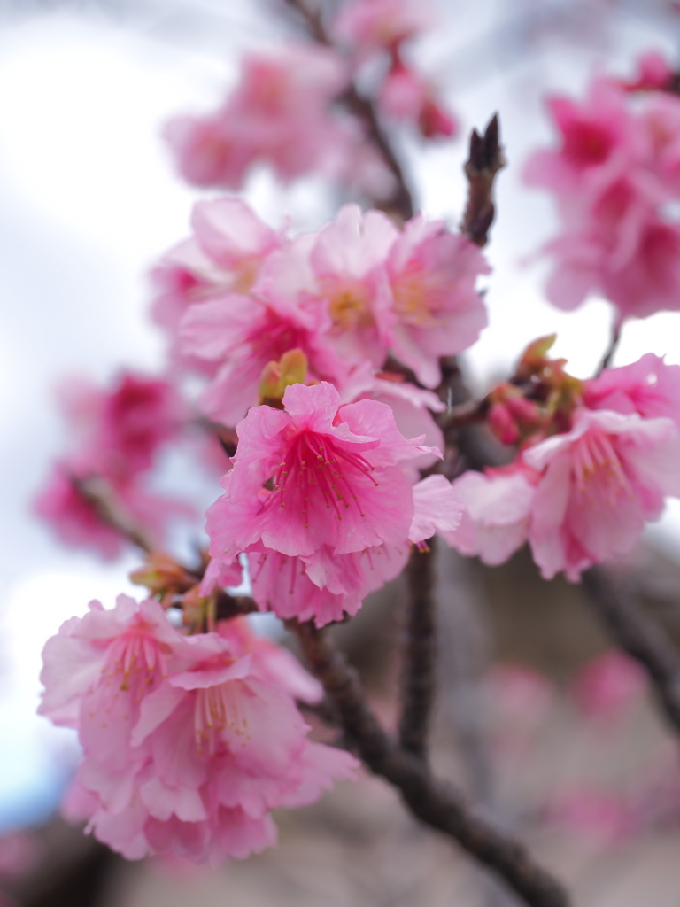 緋寒桜