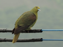 みどりの鳩