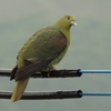 みどりの鳩
