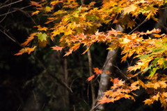 紅葉