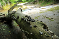 清流の流木