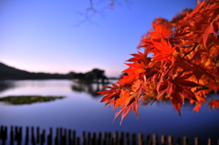 南湖公園の紅葉