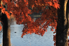 南湖公園の紅葉