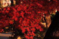 南湖公園の紅葉
