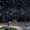 Soap bubble
