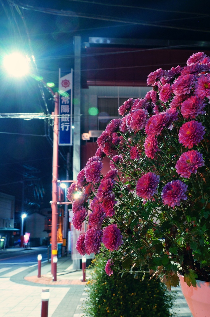 深夜、街灯の下で。