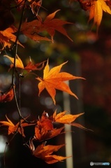 Orange maple leaf