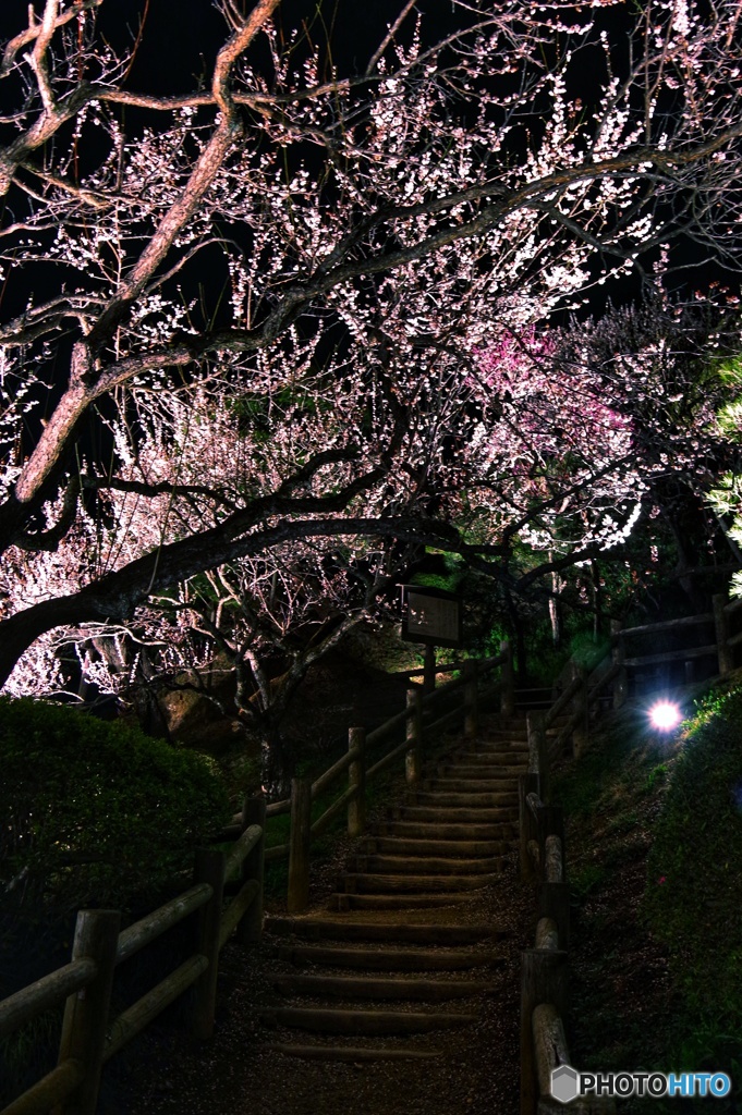 水戸の梅まつり③