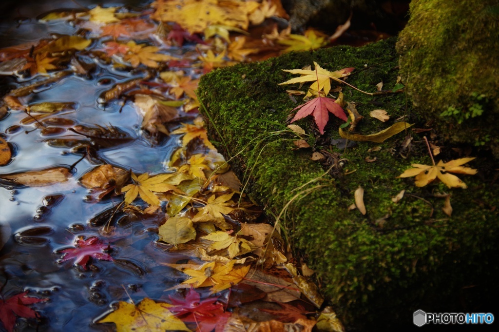 花貫の紅葉