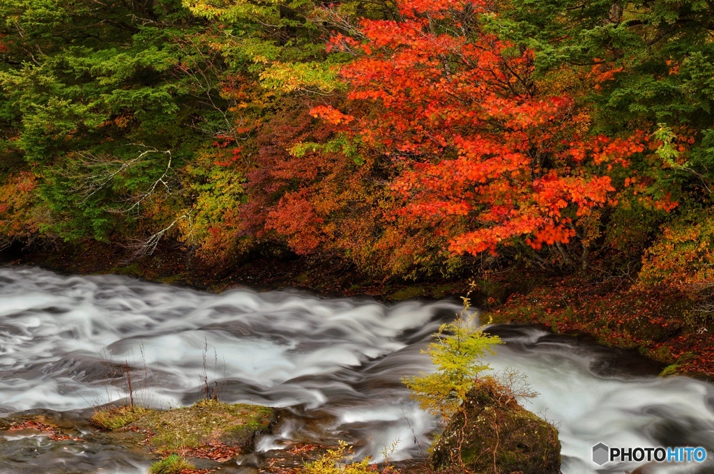 湯川と紅葉