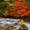 湯川と紅葉