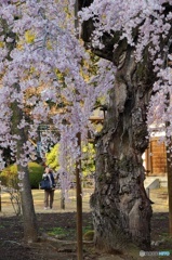 光圀公縁りの枝垂れ桜