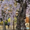 光圀公縁りの枝垂れ桜