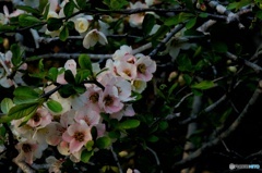 ボケの花