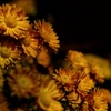 Chrysanthemum