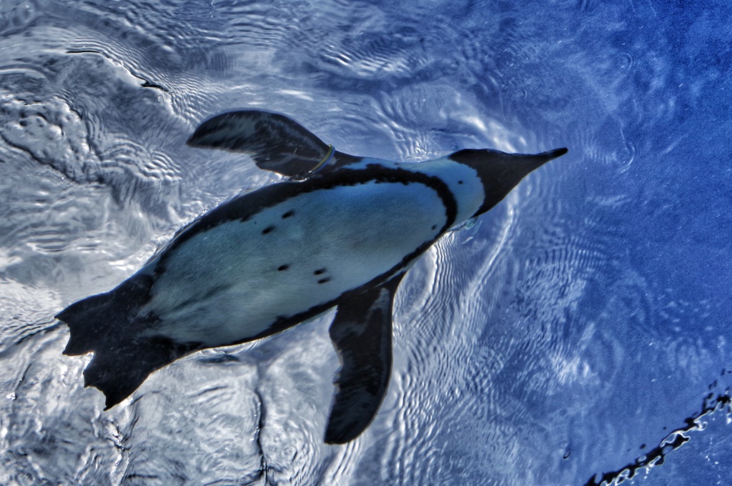 空飛ぶペンギン