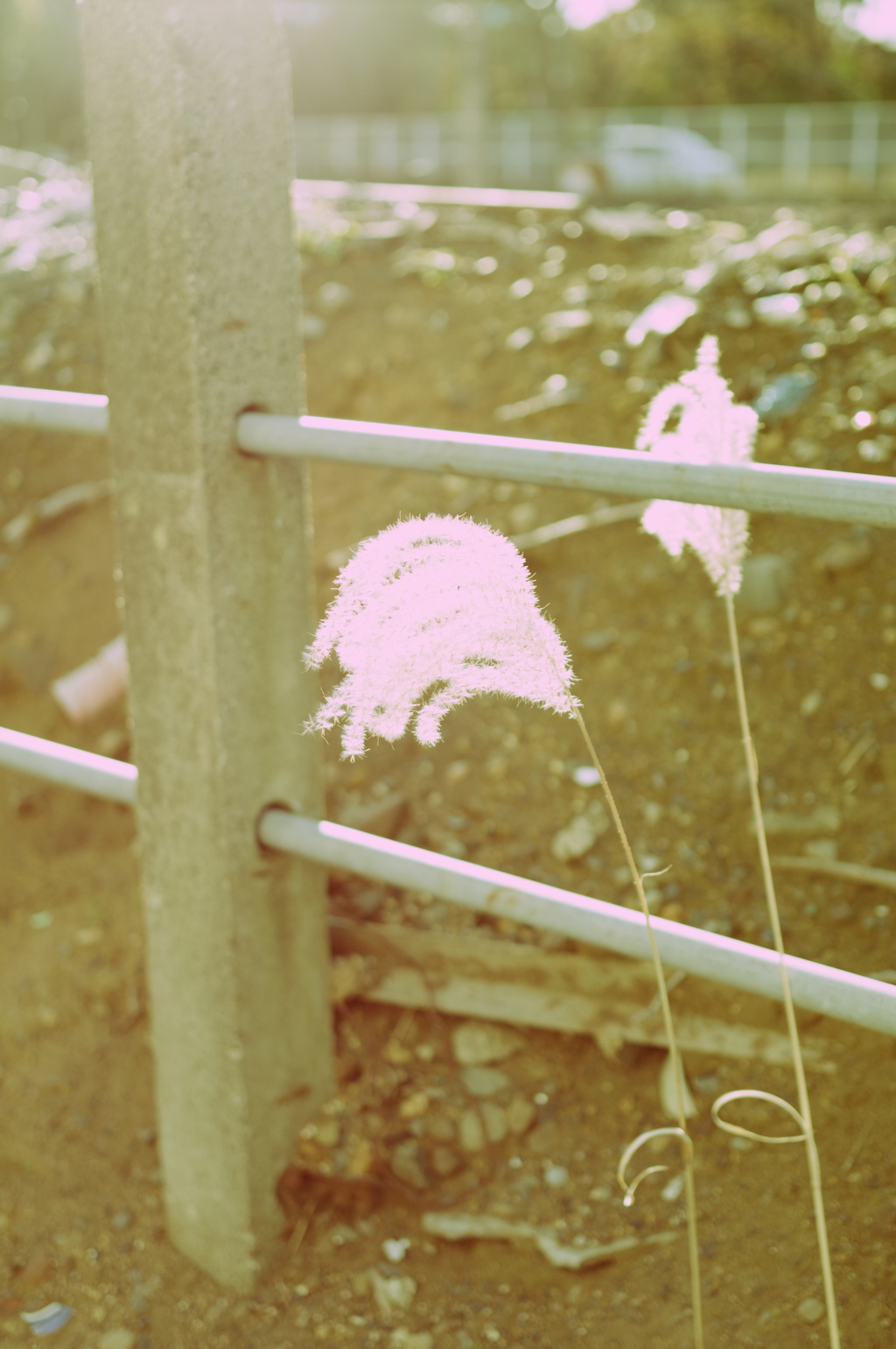 芒