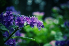 雨宿り